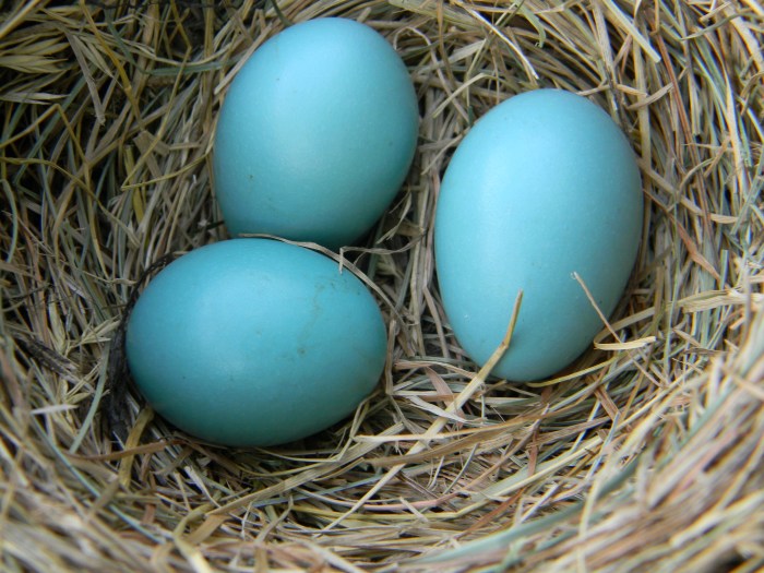 Robin's egg blue food coloring