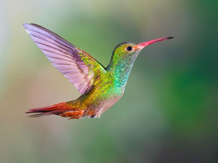 Does red food coloring harm hummingbirds