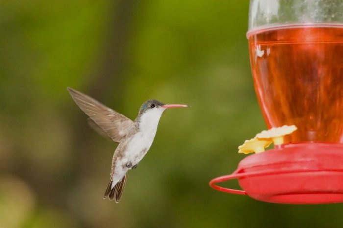 Red food coloring hummingbirds