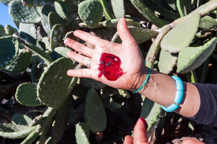 Cochineal cochinilla lanzarote coolmaison bugs prickly dye coccus dactylopius edible carmine arboretum snopes insects alchetron fig