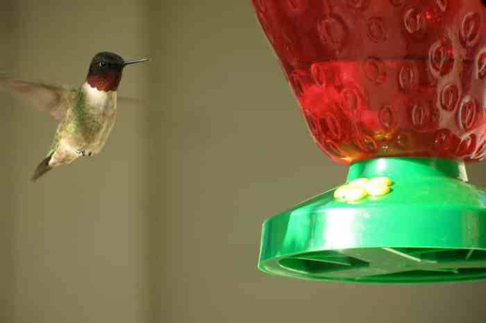 Red food coloring hummingbirds