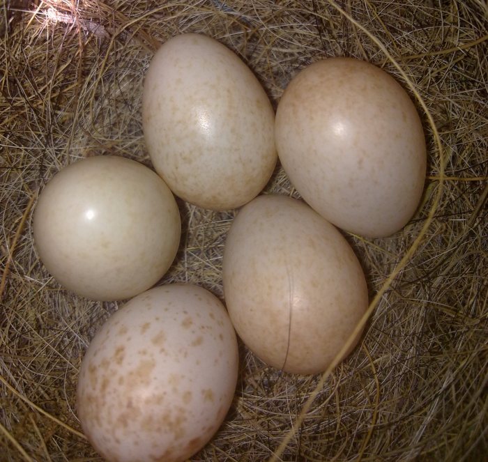 Robin's egg blue food coloring