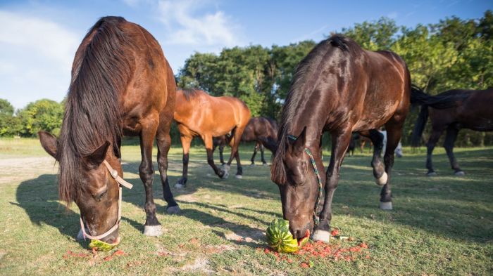 Can horses have food coloring