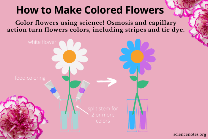 Carnation experiment with food coloring