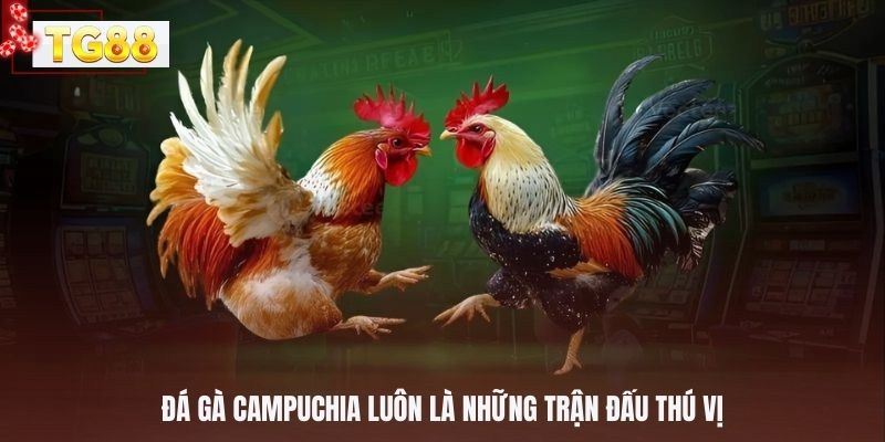 Đá gà Campuchia luôn là những trận đấu thú vị